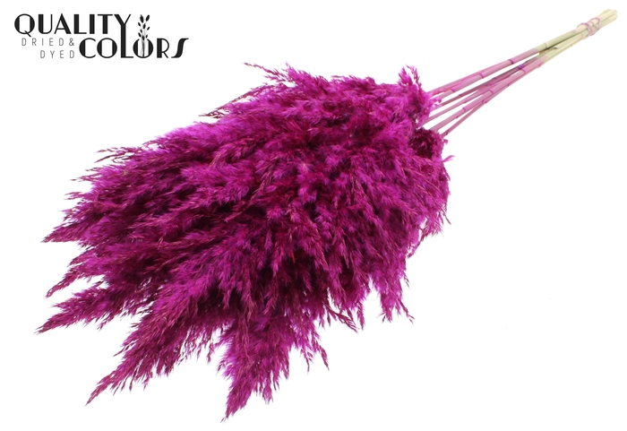 <h4>Pampas Grass 70cm 10st/bunch Lilac</h4>