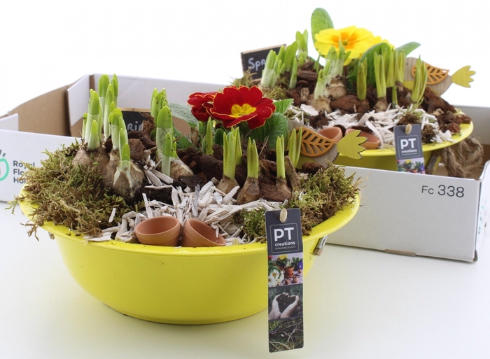 <h4>ARR PL IN SCHAAL</h4>