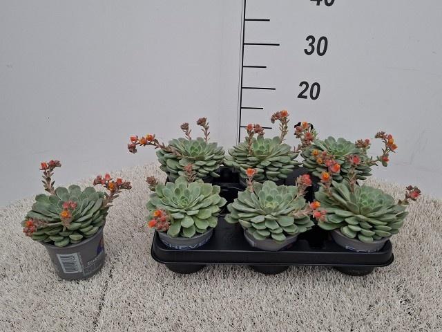 <h4>ECHEV DONDO</h4>