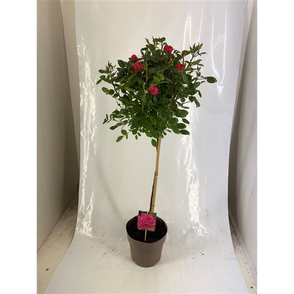 <h4>Stamroos P23 Roze</h4>