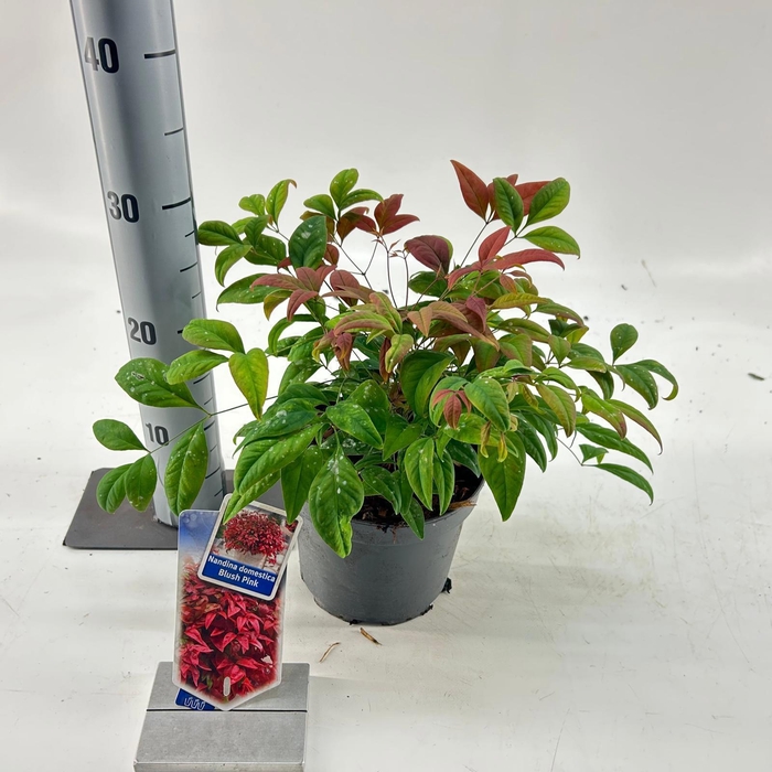<h4>Nandina domestica 'Blush Pink'</h4>
