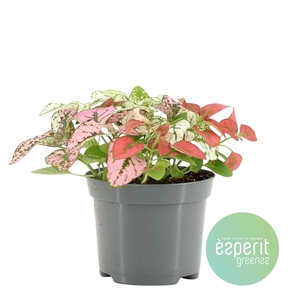 Hypoestes Confetti