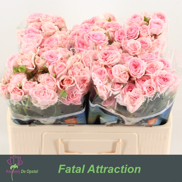 <h4>R Tr Love Me Fatal Attraction Opstal</h4>