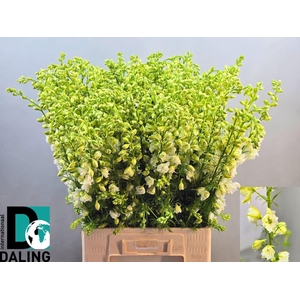 DELPH CONSALIDA QIS WHITE