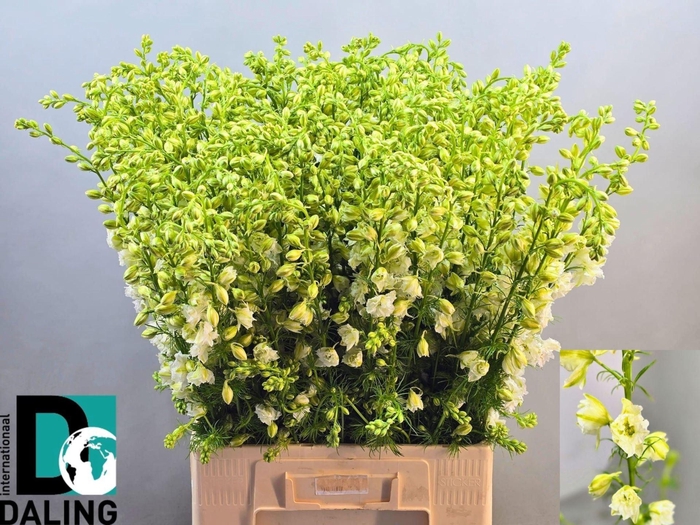 <h4>DELPH CONSALIDA QIS WHITE</h4>