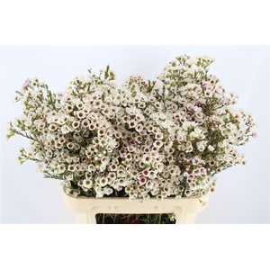 CHAMELAUCIUM  'MOONLIGHT DELIGHT'