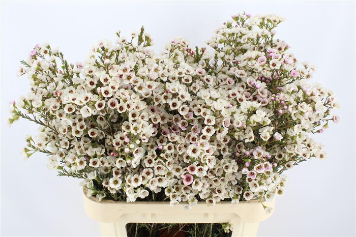 <h4>CHAMELAUCIUM  'MOONLIGHT DELIGHT'</h4>