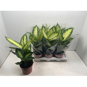 Dieffenbachia Camilla 17Ø 55cm