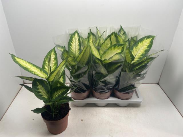 Dieffenbachia Camilla 17Ø 55cm