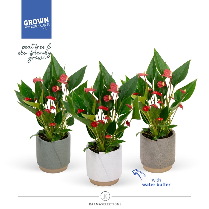 <h4>Anthurium andr. 'Mill Flowers Red'</h4>