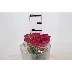 ROSA SPRAY GLORIOUS 040 CM