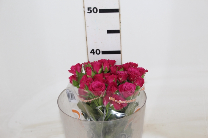 <h4>ROSA SPRAY GLORIOUS 040 CM</h4>