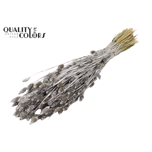 Phalaris per bunch Silver