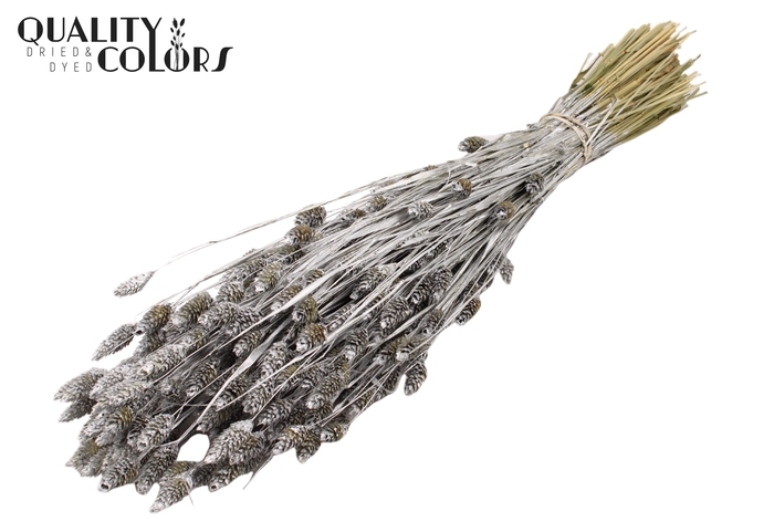 <h4>Phalaris per bunch Silver</h4>