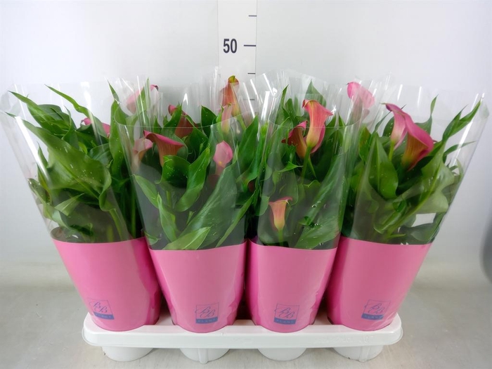 <h4>Zantedeschia ...</h4>