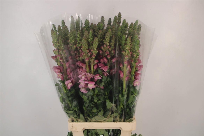 <h4>ANTIR POTO LAVEND</h4>