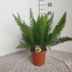 Asparagus dens. 'Meyers'