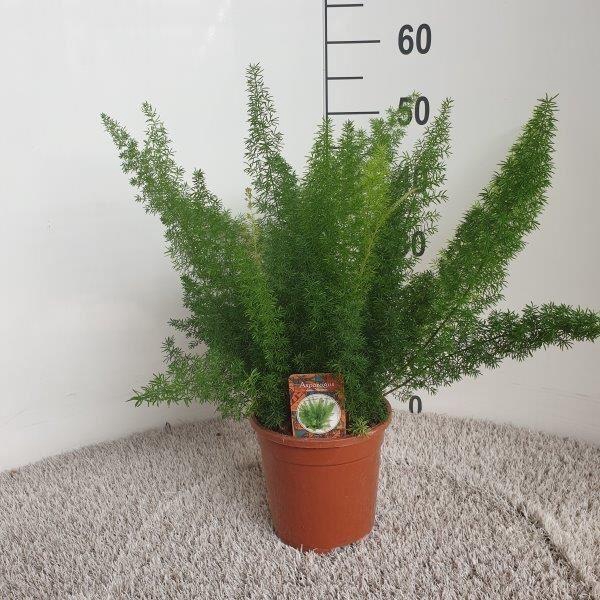 <h4>Asparagus dens. 'Meyers'</h4>