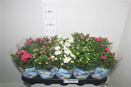 <h4>Chrys Gevuldbl Gem</h4>