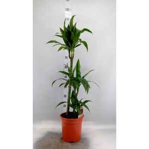 Dracaena frag. 'Janet Craig'
