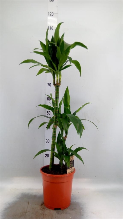 <h4>Dracaena frag. 'Janet Craig'</h4>