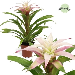 Guzmania Deseo Magical White