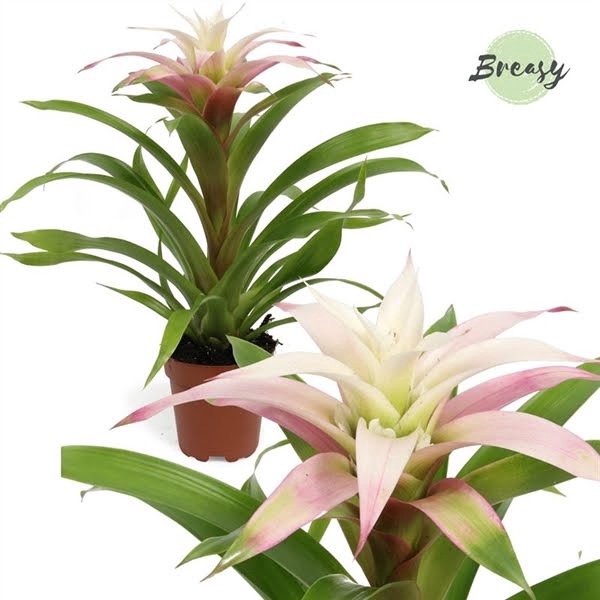 <h4>Guzmania Deseo Magical White</h4>