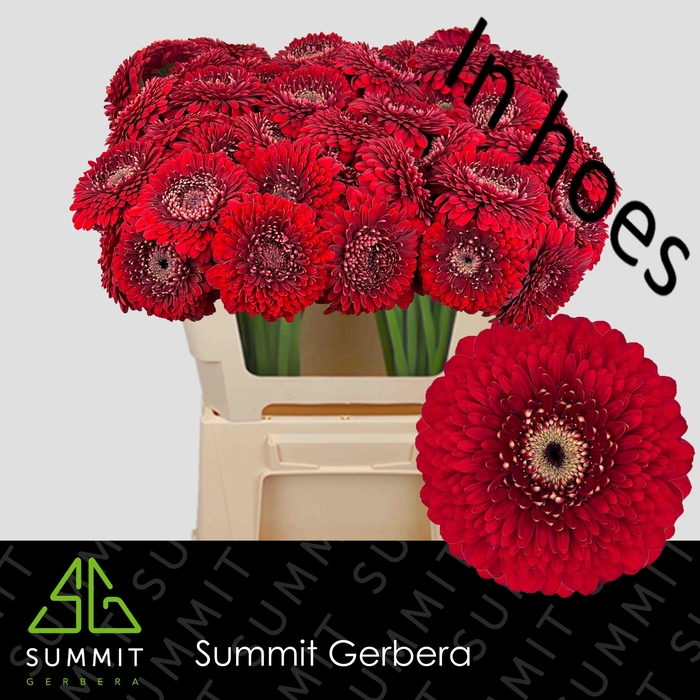 <h4>GE MB FLOYD</h4>