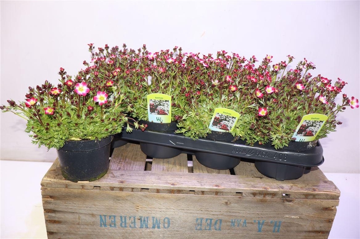 <h4>Saxif Ar Hi Whi+red</h4>