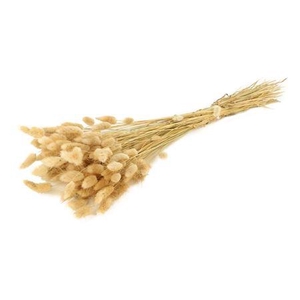 Bunch Lagurus Slv 100g L60