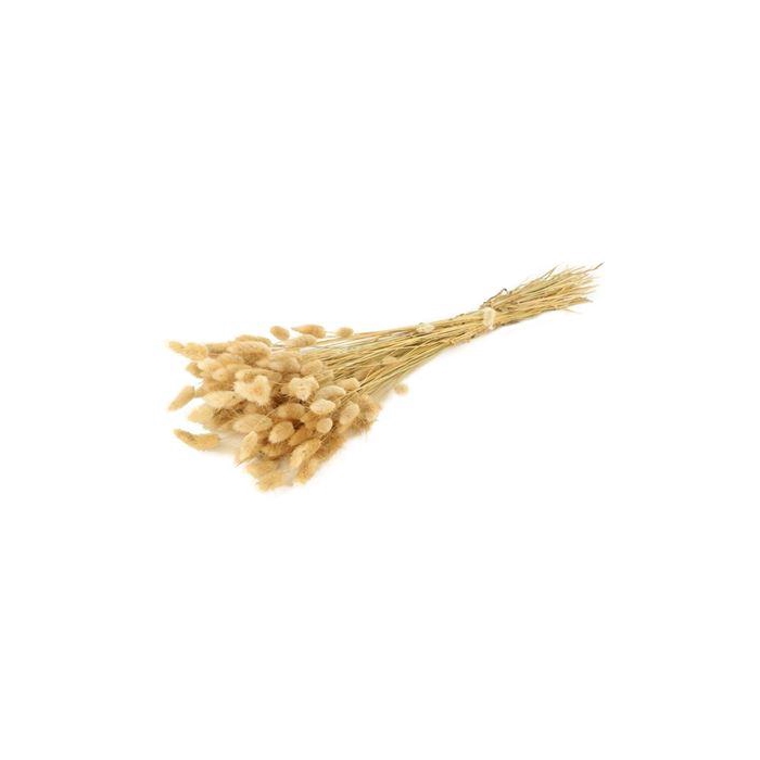 <h4>Bunch Lagurus Slv 100g L60</h4>