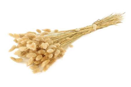 Bunch Lagurus Slv 100g L60