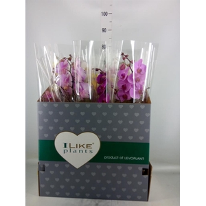 Phalaenopsis   ...mix