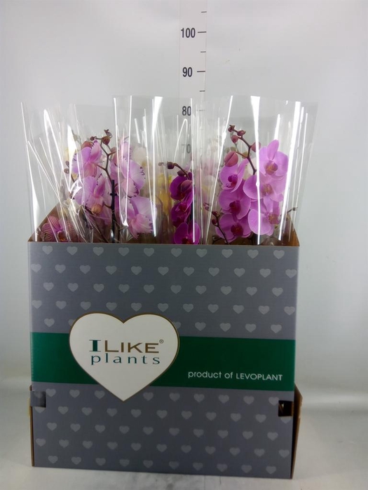 <h4>Phalaenopsis   ...mix</h4>