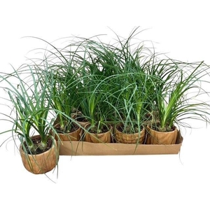 BEAUCARNEA RECUR