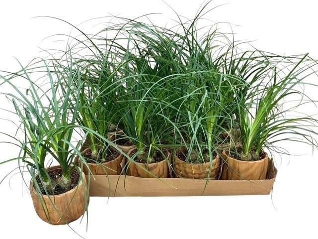 <h4>BEAUCARNEA RECUR</h4>
