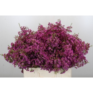 Chamelaucium Ariel
