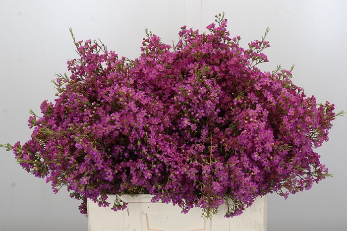Chamelaucium Ariel