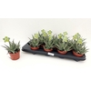 arr8 Aloe Tiki Wave