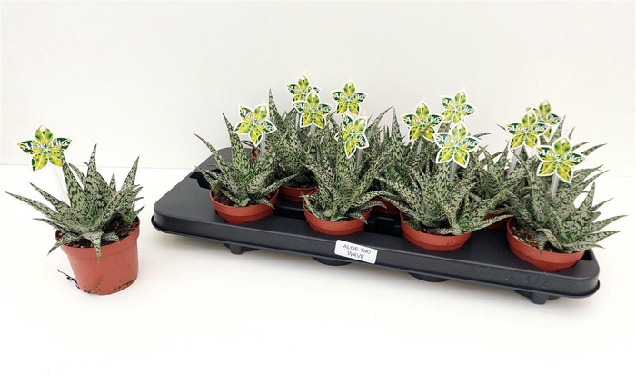 arr8 Aloe Tiki Wave