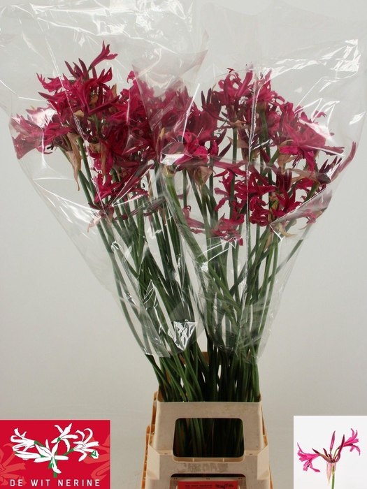 <h4>NE BO SANNE</h4>