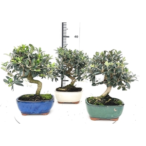 Olea europaea, pot 16cm.