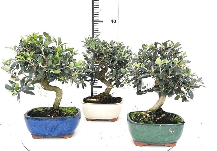 <h4>Olea europaea, pot 16cm.</h4>