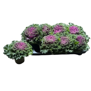 BRASSICA (SIERKOOL)