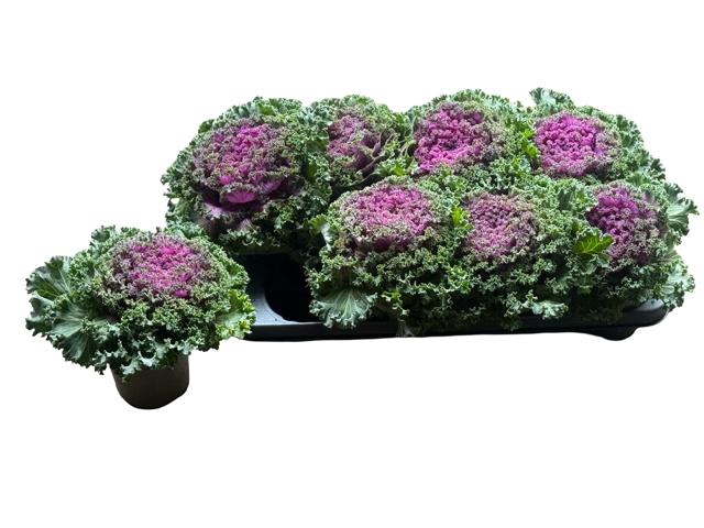 <h4>BRASSICA (SIERKOOL)</h4>