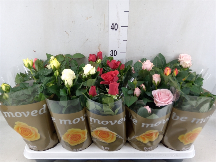 <h4>Rosa  'Beau Monde'   ...mix</h4>