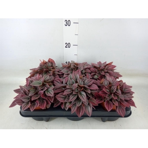 Peperomia caperata 'Cayenne'