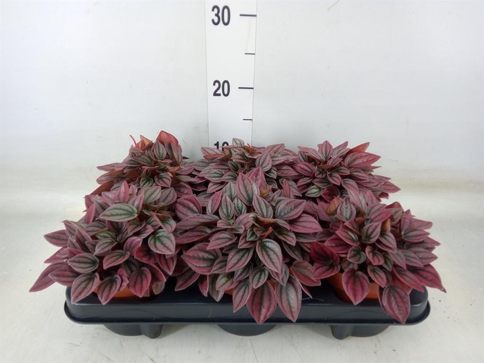 <h4>Peperomia caperata 'Cayenne'</h4>