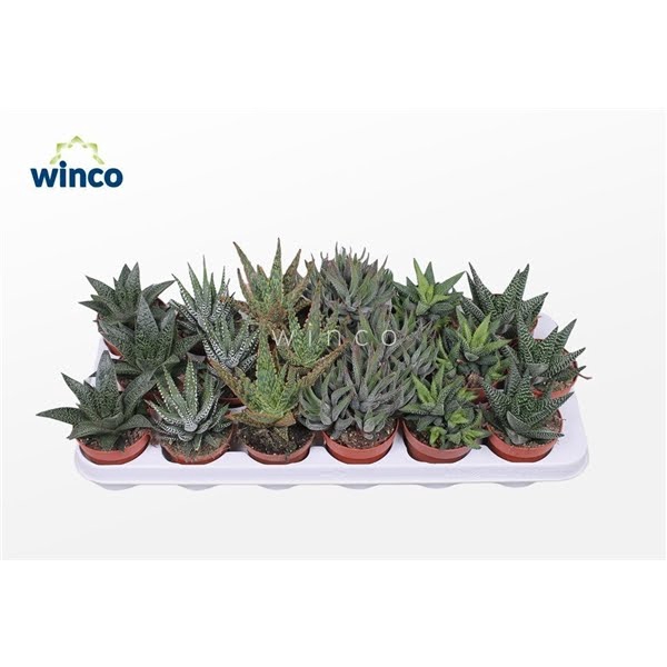 <h4>Haworthia Mix</h4>