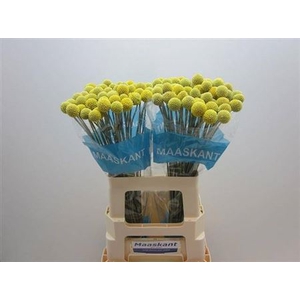 Cras Ov Geel 60 Cm